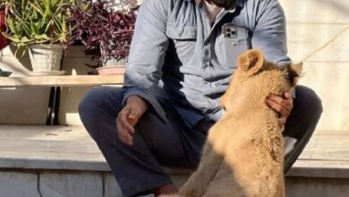ماجرای نگه‌داری توله‌ شیر از زبان علی‌اکبری: هفته‌ای یک بار لئو را می‌بینم!