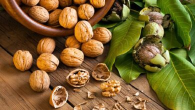 مصرف این خوراکی خطر ابتلا به سرطان روده را کاهش می‌دهد
