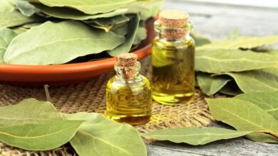 خواص درمانی و شگفت انگیز برگ یک گیاه برای سلامتی