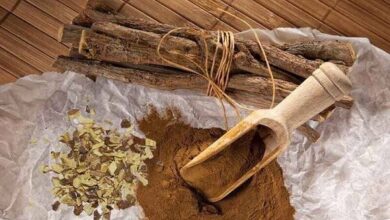گیاهی تلخ با خواصی شیرین/ از ویتامین‌های B۱، B۲، B۳، B۵ تا ویتامین E