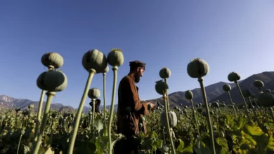 کشت خشخاش