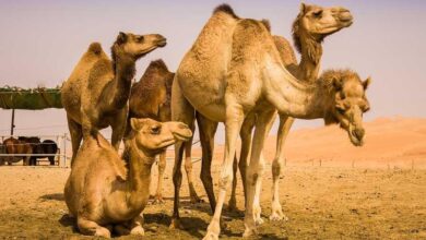 شیر شتر مفید است؟