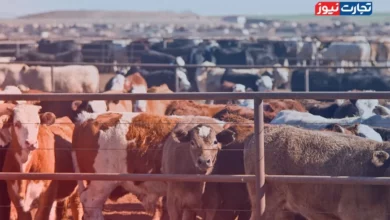 قیمت دام زنده امروز ۲۵ تیر ۱۴۰۴