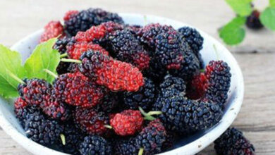 میوه ضد سرطان