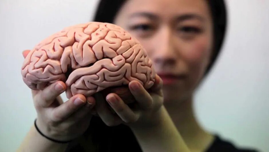 این ۴ ماده غذایی راز جلوگیری از کوچک شدن مغز شماست
