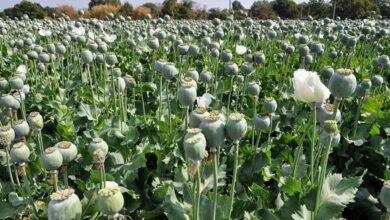 لزوم بازگشت ایران به کشت قانونی خشخاش/ دلایل سازمان غذا و دارو