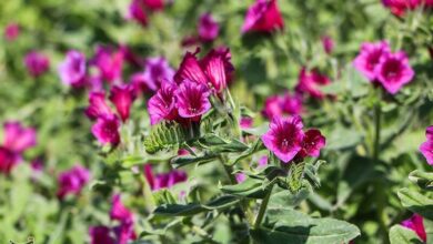 گُلی با خواص درمانی بی‌نظیر