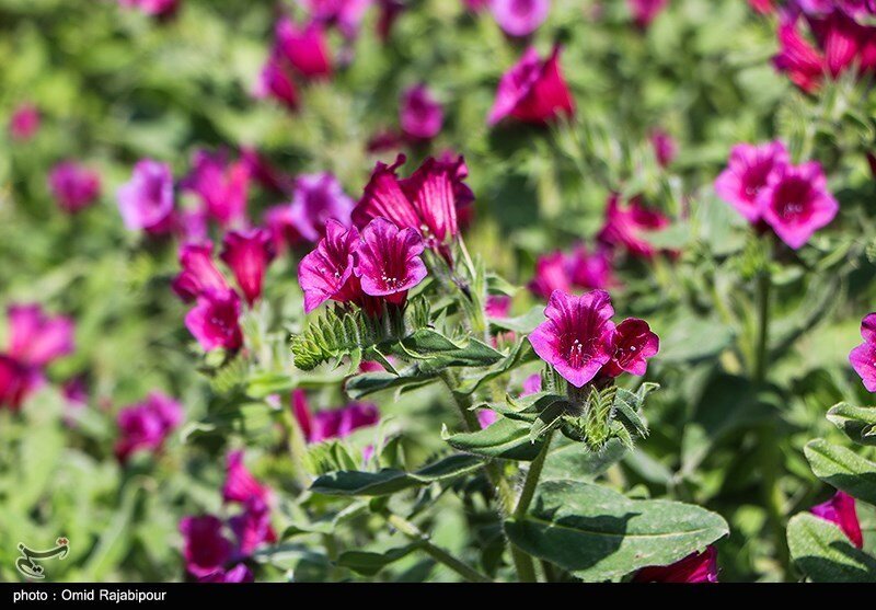 گُلی با خواص درمانی بی‌نظیر