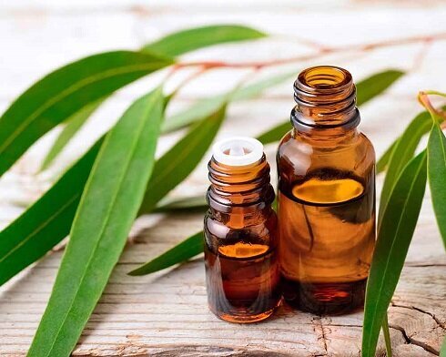 گیاهی مفید برای آبرسانی پوست و درد مفاصل